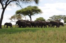 3 Days Tanzania Budget Safari