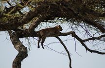  5 Days Tanzania Safari from Mwanza to Arusha 