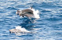 Whale and Dolphin Watching Cruise in St Lucia