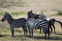  5 Days Tanzania Safari from Mwanza to Arusha 