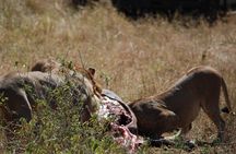  5 Days Tanzania Safari from Mwanza to Arusha 