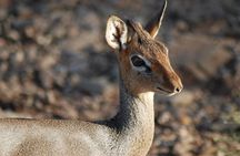  5 Days Tanzania Safari from Mwanza to Arusha 
