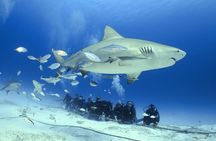 Bull Shark Extreme - 1tank /Only for Certified Divers