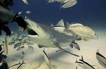 Bull Shark Extreme - 1tank /Only for Certified Divers