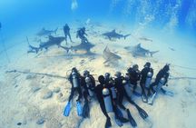 Bull Shark Extreme - 1tank /Only for Certified Divers