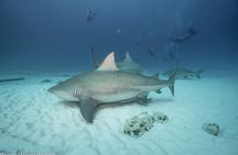Bull Shark Extreme - 1tank /Only for Certified Divers