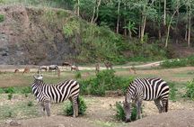 Cebu Safari Journeys 
