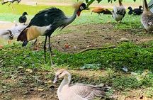 Cebu Safari Journeys 