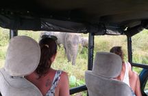 Yala half day safari 