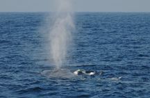 Sunrise dolphin watching experience and Bar Reef snorkelling – Kalpitiya