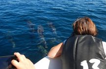 Sunrise dolphin watching experience and Bar Reef snorkelling – Kalpitiya