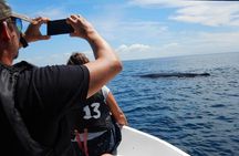 Sunrise dolphin watching experience and Bar Reef snorkelling – Kalpitiya