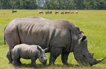 Nairobi National Park Game Drive With free Pick Up