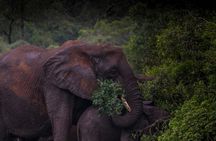iSimangaliso Wetland Park, Night Drive Safari