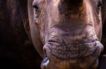 iSimangaliso Wetland Park, Night Drive Safari