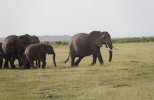 Amboseli National Park Full Day Guided Tour