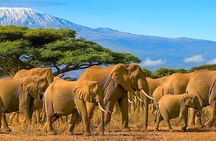 Amboseli National Park Full Day Guided Tour