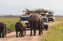 Amboseli National Park Full Day Guided Tour