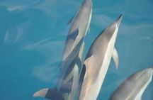 Ocean Swim with Dolphins