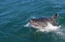 Shark Cage Diving Tour from Cape Town