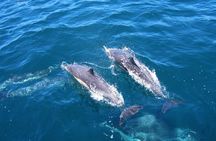 Shark Cage Diving Tour from Cape Town