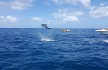 Ocean Swim with Dolphins
