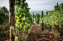  Wine and olive oil tasting & farm tour