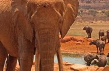 Amboseli National Park Guided Full Day Tour