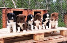 Dog Cart Tour and Puppy Cuddles 