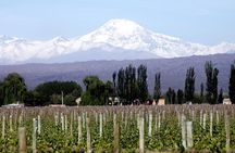 Small group tour in 3 wineries in North Uco Valley with lunch