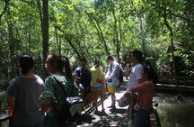 Kilim Geoforest Mangrove Boat Tour (Sharing)