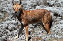 Bale Mountains National Park – 5 Day Tour