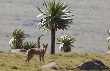 Bale Mountains National Park – 5 Day Tour