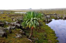 Bale Mountains National Park – 5 Day Tour