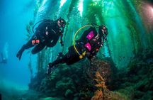 Fun Dives For Certified Divers