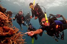 Scuba Diving For Beginners
