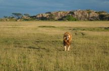 6 Day Mid-range Serengeti, Ngorongoro, Lake Manyara and Tarangire National Park