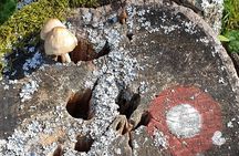 MUSHROOM FORAGING TOUR in sLOVEnia