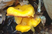 MUSHROOM FORAGING TOUR in sLOVEnia