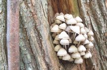 MUSHROOM FORAGING TOUR in sLOVEnia