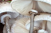 MUSHROOM FORAGING TOUR in sLOVEnia