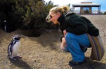 Cruise Shore Excursion Punta Tombo - From Puerto Madryn Patagonia