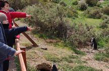 Cruise Shore Excursion Punta Tombo - From Puerto Madryn Patagonia