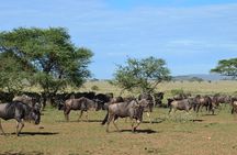 3Days Safari to Tarangire Ngorongoro and manyara lodge safari 