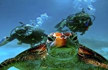  Hurghada: Full-Day Diving Tour with Lunch & Two Dive Sites