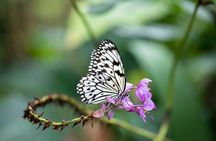 Houston Museum of Natural Science and Cockrell Butterfly Center