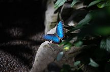 Houston Museum of Natural Science and Cockrell Butterfly Center