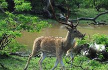 Private Day Trip To Sigiriya Dambulla and Safari From Colombo