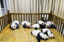 One Day Trip to Chengdu Panda Base and Leshan Buddha Tour