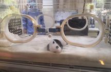 One Day Trip to Chengdu Panda Base and Leshan Buddha Tour